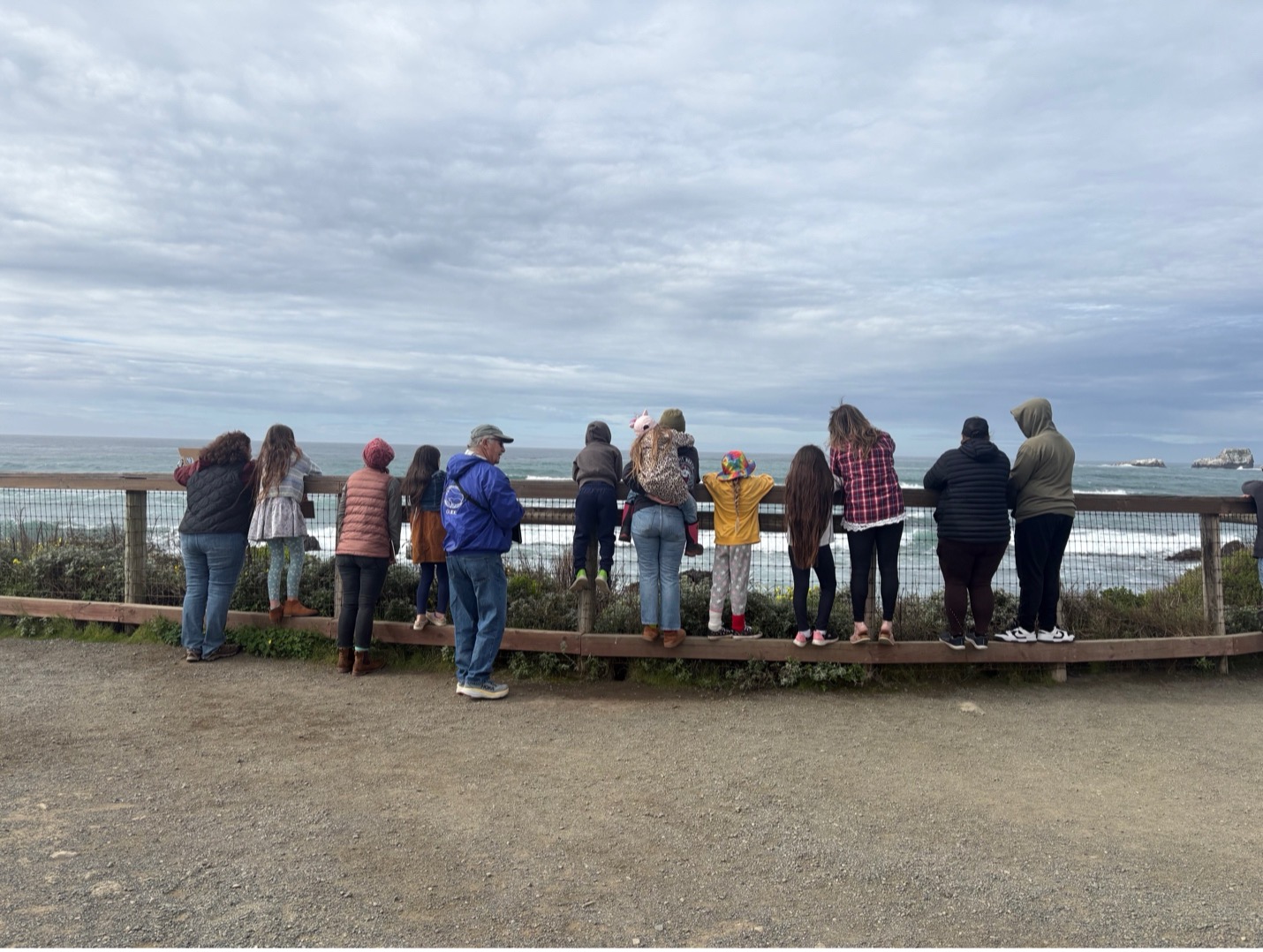 Elephant Seal School Group Program Image